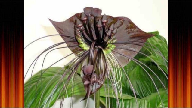 fleur oiseau très rare en Thailande